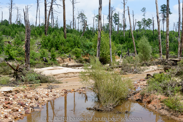 Bastrop State Park, TX, USA